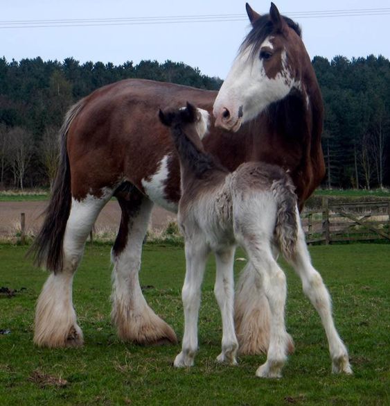 Clydesdale Foals